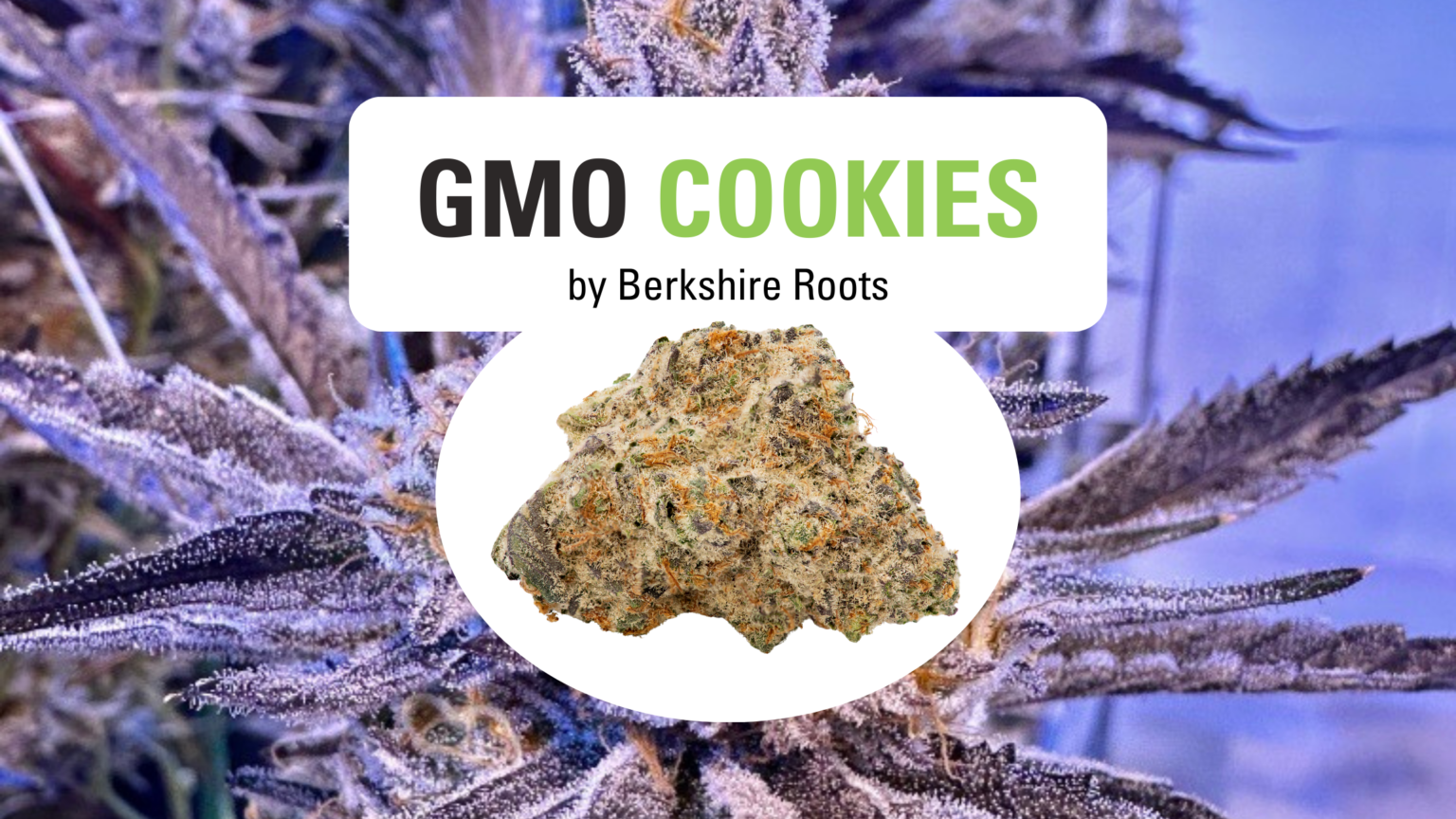 Fresh From The Grow Gmo X Cookies New Strain Drop Berkshire Roots Cannabis Dispensary